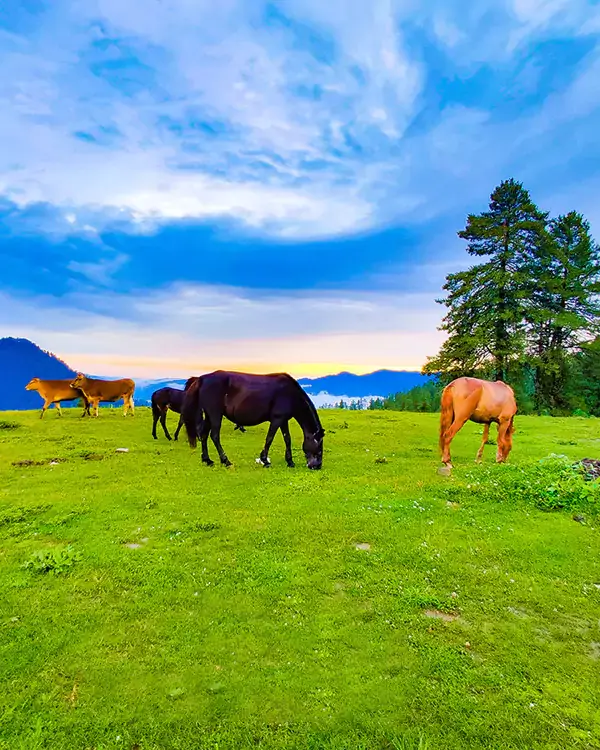 Baghi Valley